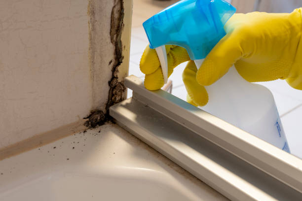 Professional Mold Remediation in Coosada, AL