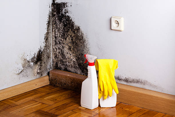 Best Kitchen Mold Remediation in Coosada, AL