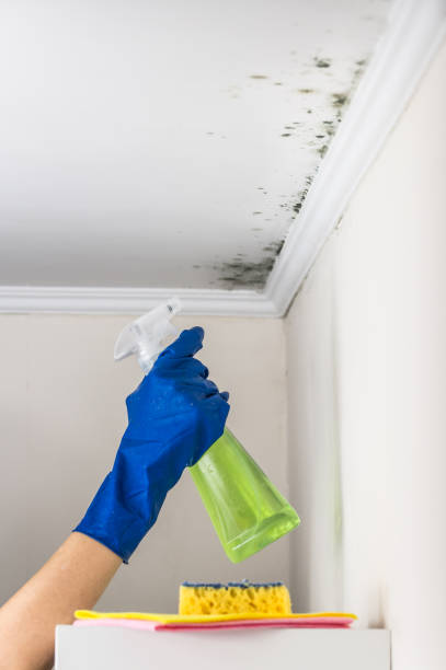 Best Emergency Mold Remediation in Coosada, AL